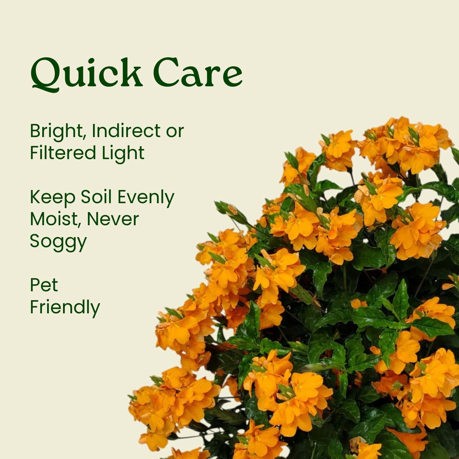 フラワーガーデンプリントクロスロゴブラトップ、クリームオレンジ　Mサイズ Crossandra Orange Marmalade Plant for Sale | 3-Gallon – Tropical