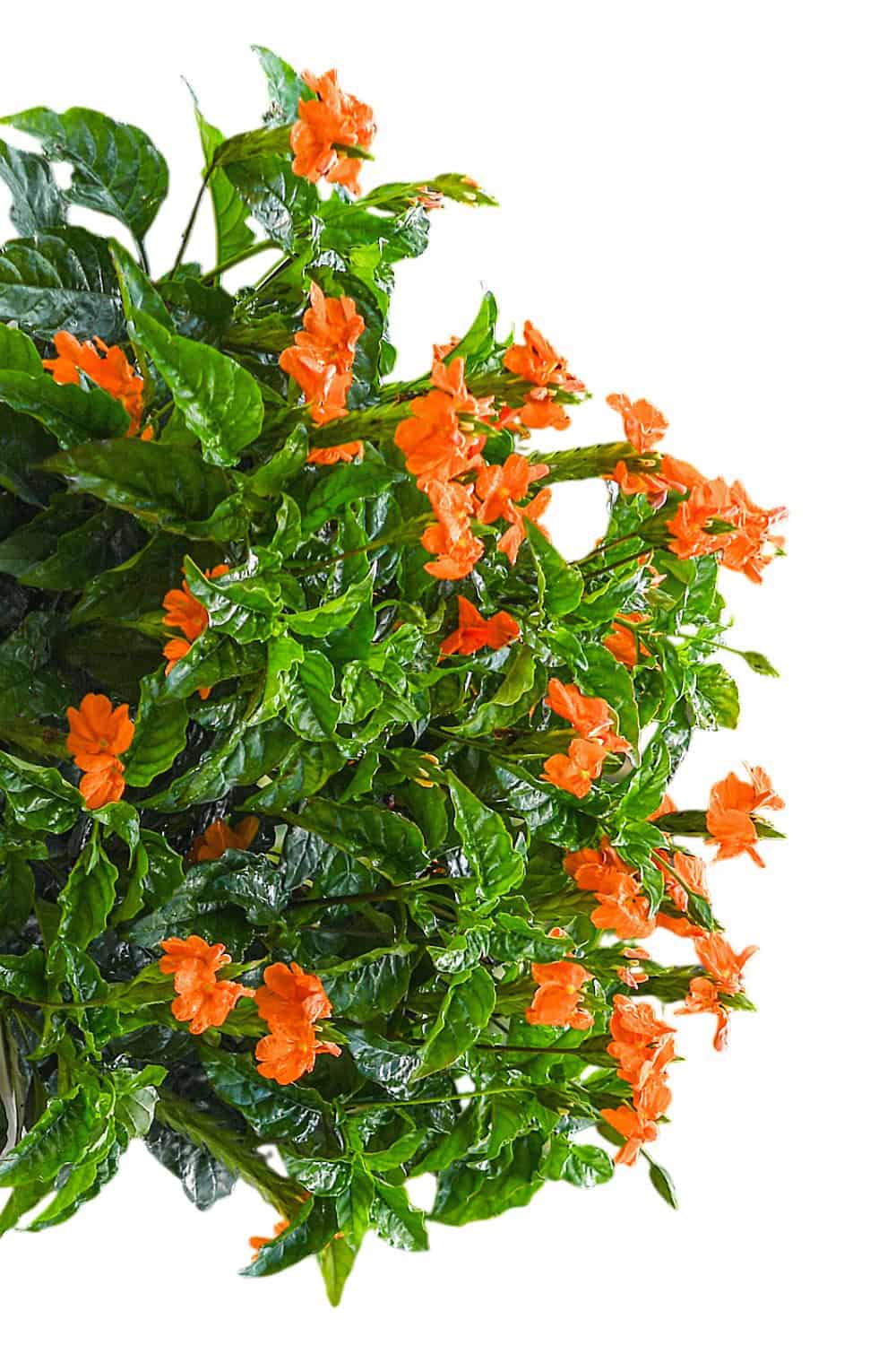 Crossandra Orange Marmalade Plant for Sale | 3-Gallon – Tropical