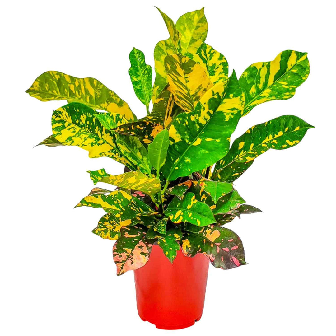 red and yellow house plant Croton Magnificent Plant for Sale – Multicolored Tropical Foliage – Tropical Plants of Florida