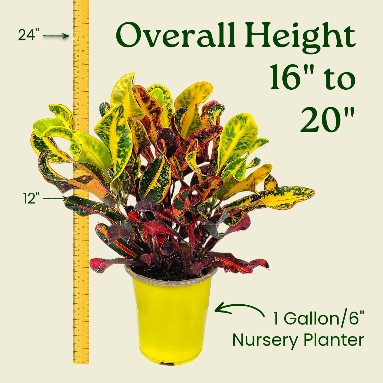 croton mammy starter Croton Mammy Plant – Vibrant Tropical Foliage