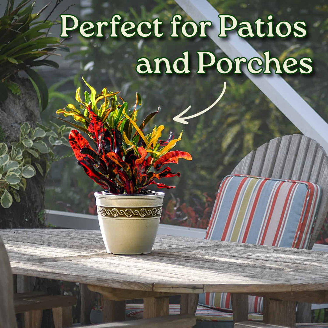 mammy croton outdoors Croton Mammy Plant – Vibrant Tropical Foliage