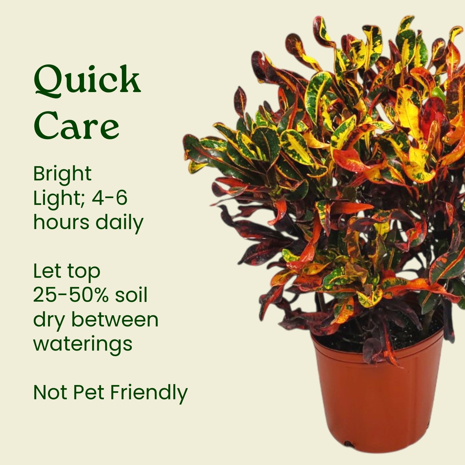 Croton Mammy - Thumbnail 4