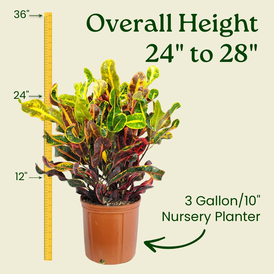 croton plant pot size Croton Mammy