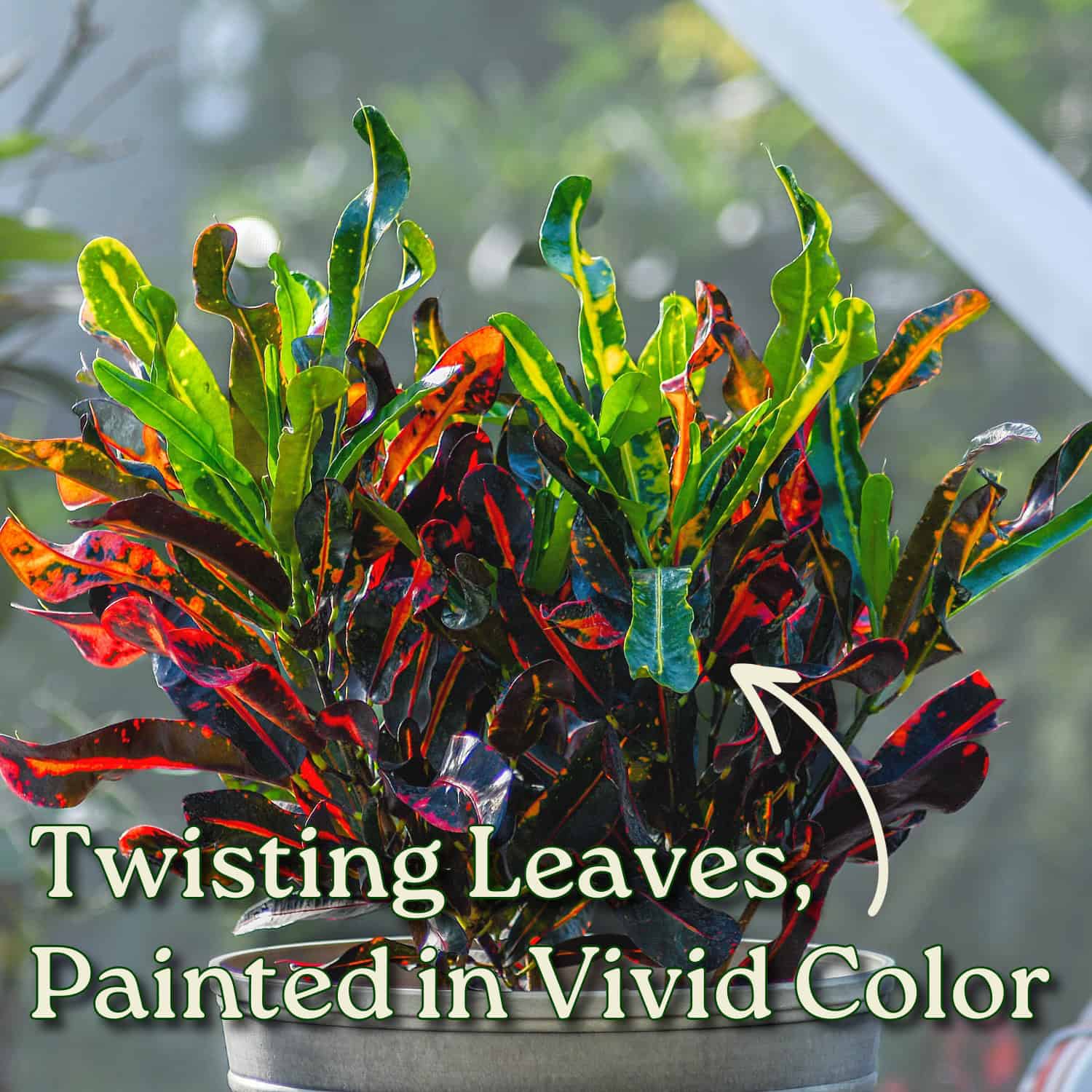 Croton Mammy - Thumbnail 3