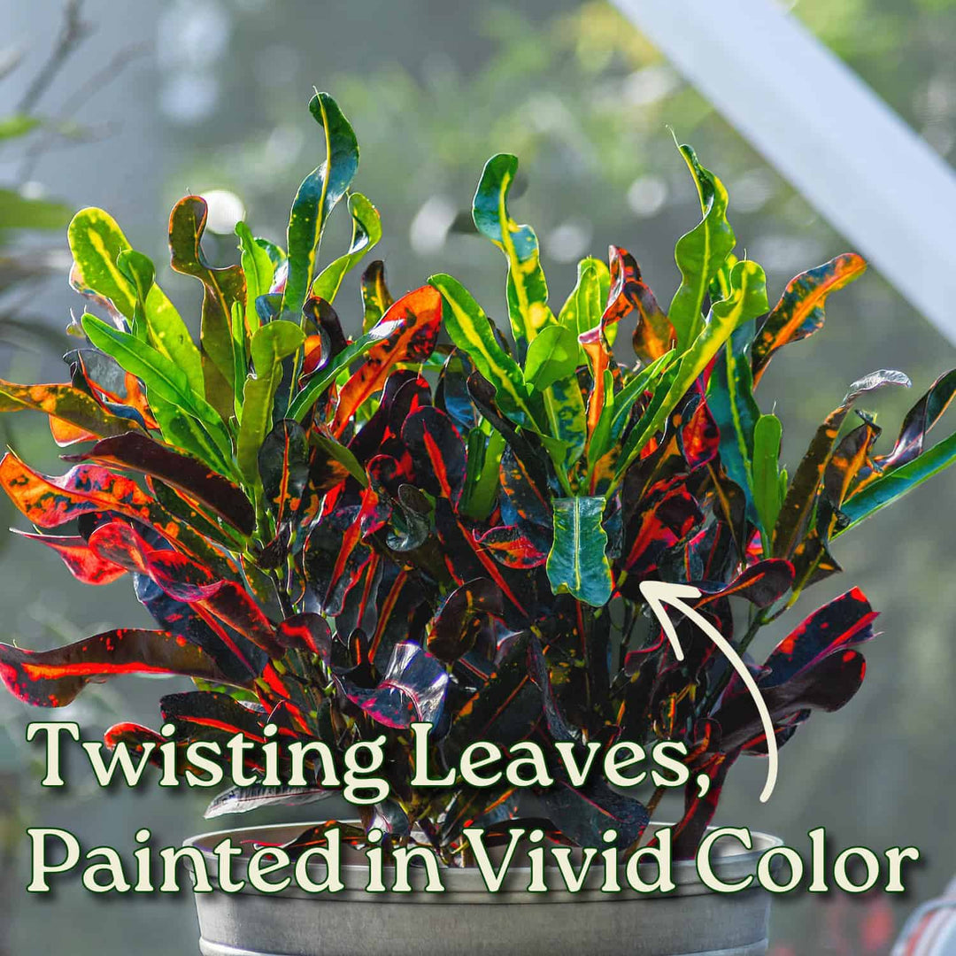 croton mammy pictures Croton Mammy Plant – Vibrant Tropical Foliage