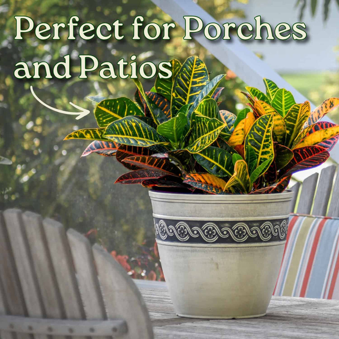 is croton indoor or outdoor plant Croton Petra Plant for Sale – Vibrant Tropical Foliage – Tropical Plants of Florida