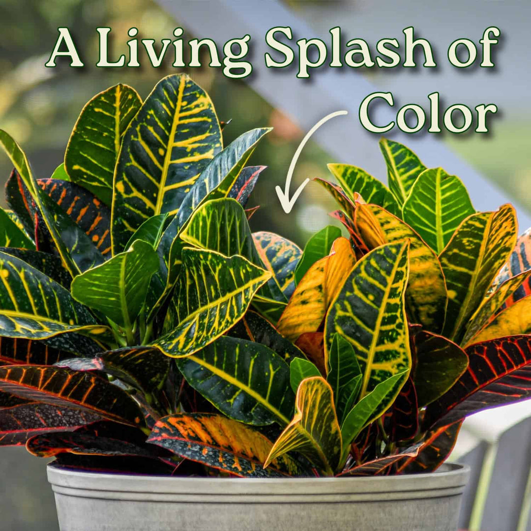 croton petra indoor plant care Croton Petra Plant for Sale – Vibrant Tropical Foliage – Tropical Plants of Florida