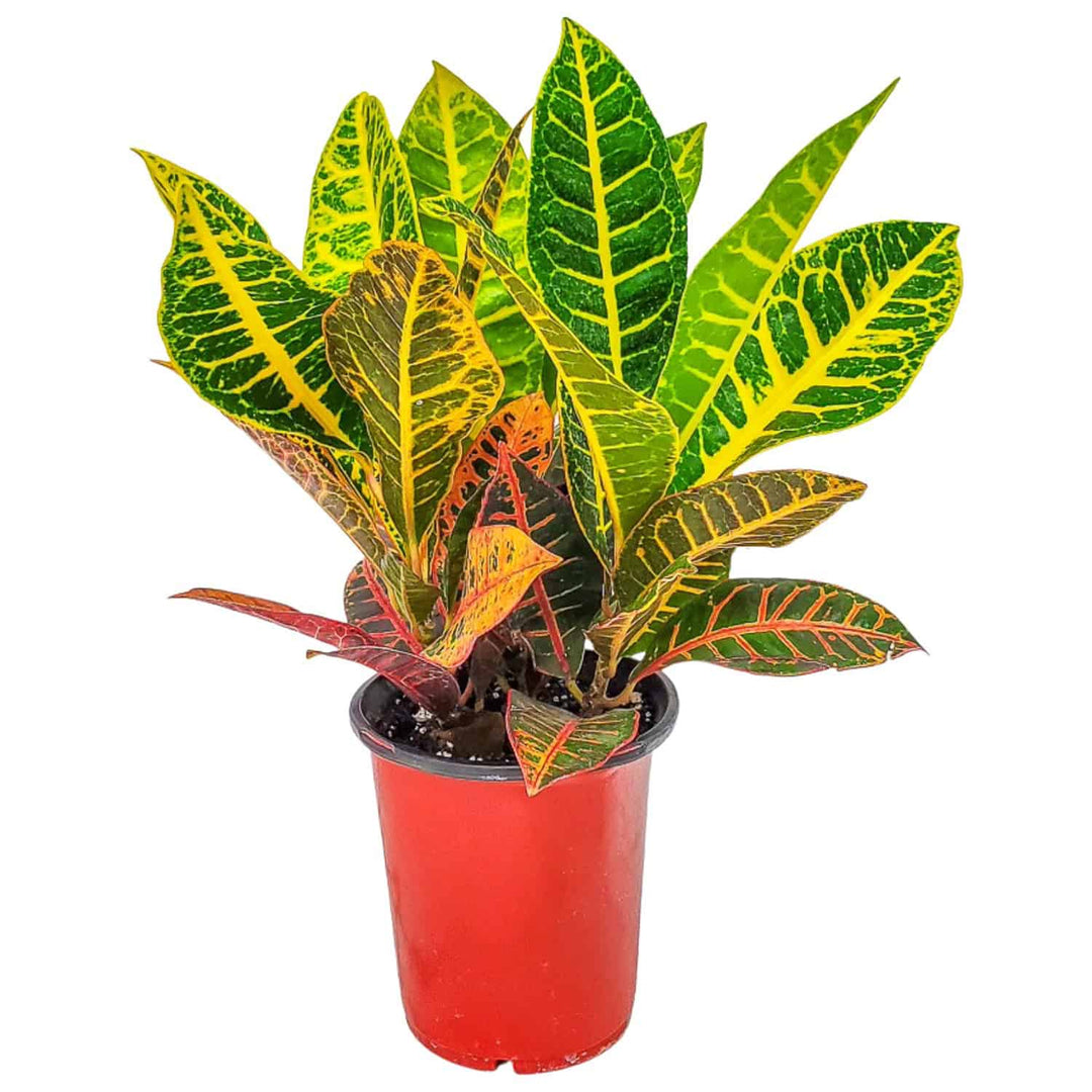 is croton petra an indoor plant Croton Petra Plant for Sale – Vibrant Tropical Foliage – Tropical Plants of Florida