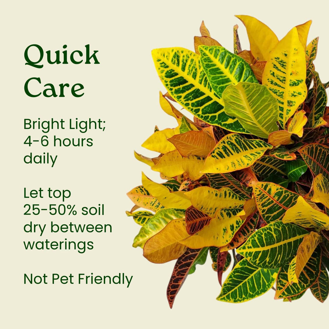 croton petra plant indoor care Croton Petra Plant for Sale – Vibrant Tropical Foliage – Tropical Plants of Florida