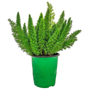 densiflorius foxtail fern for sale #size_1-gallon