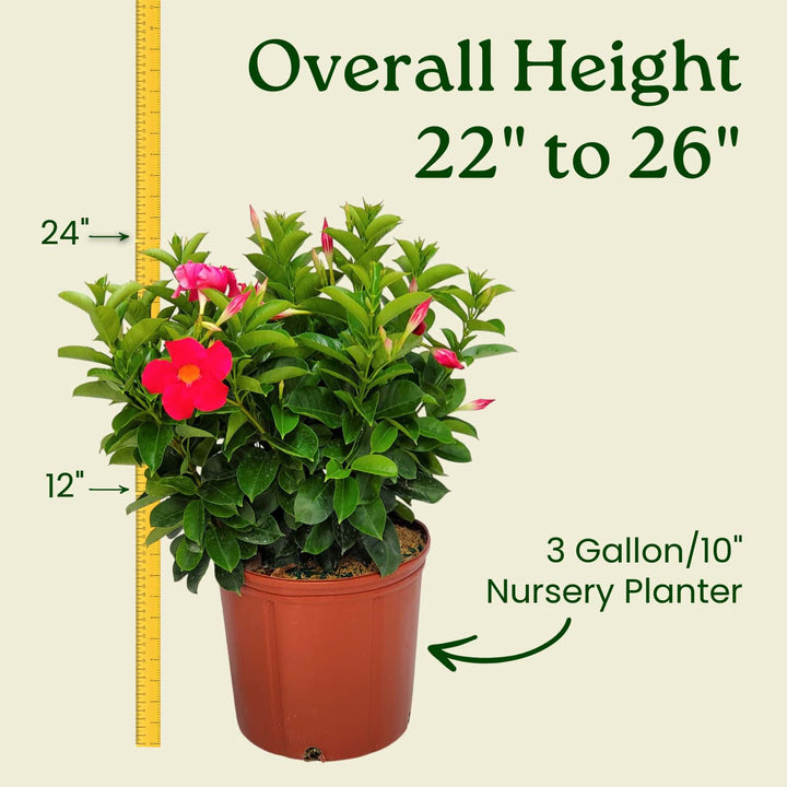 Potted plant with measurements indicating its height and pot size on a beige background #size_3-gallon