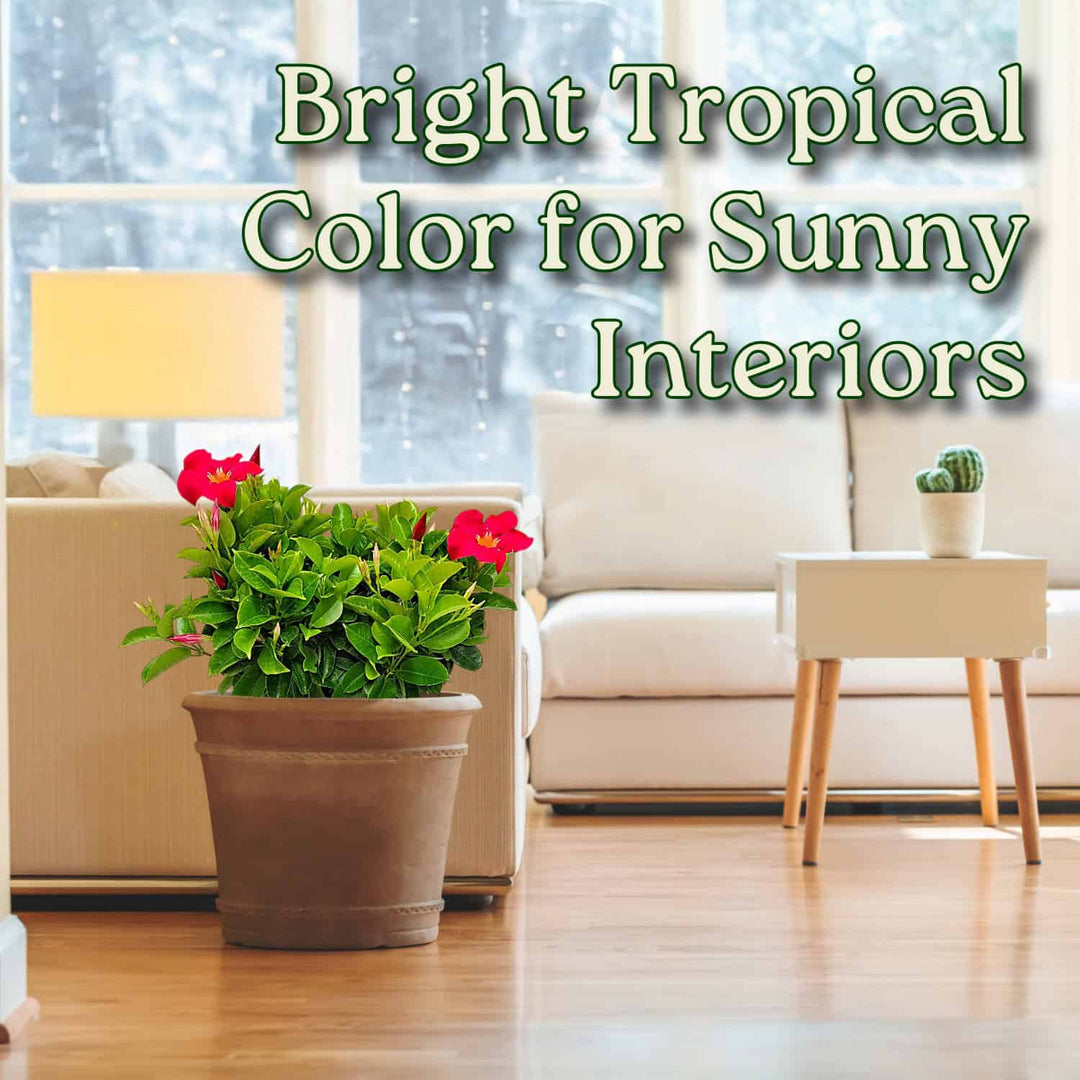 Living room with a potted plant and text overlay about bright tropical colors for sunny interiors #size_3-gallon