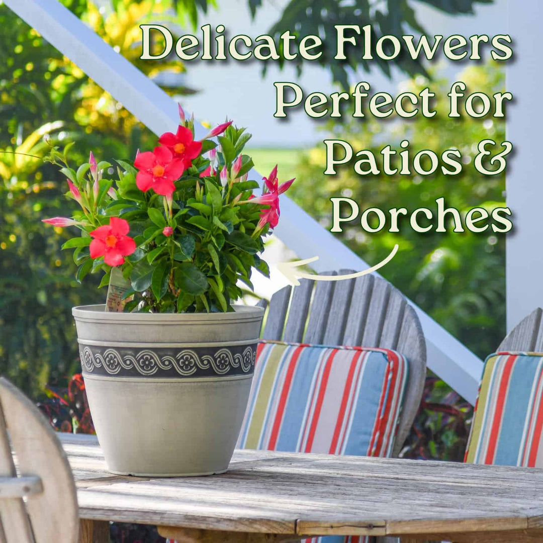 Potted plant with red flowers on a patio table with striped cushions, text overlay 'Delicate Flowers Perfect for Patios & Porches'. #size_3-gallon