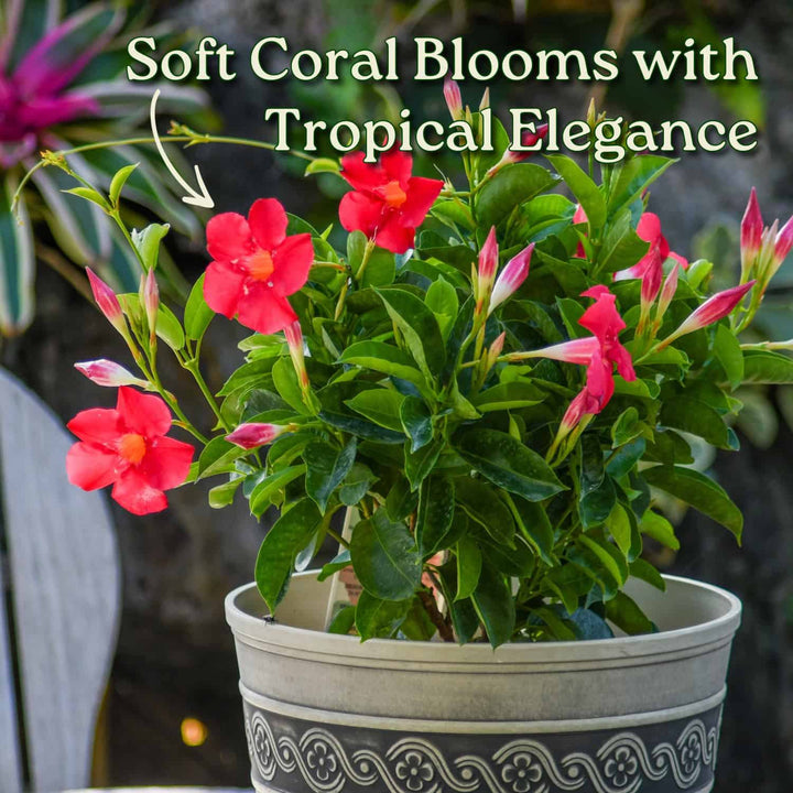 Potted plant with red flowers and green leaves, labeled 'Soft Coral Blooms with Tropical Elegance'. #size_3-gallon