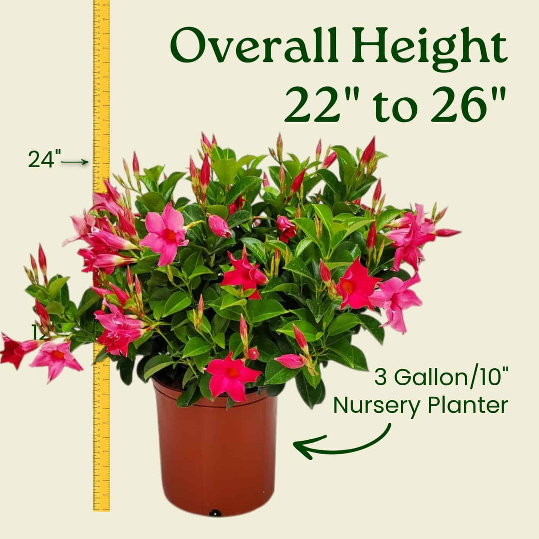 pink flowering potted plants Pink Dipladenia Plant for Sale