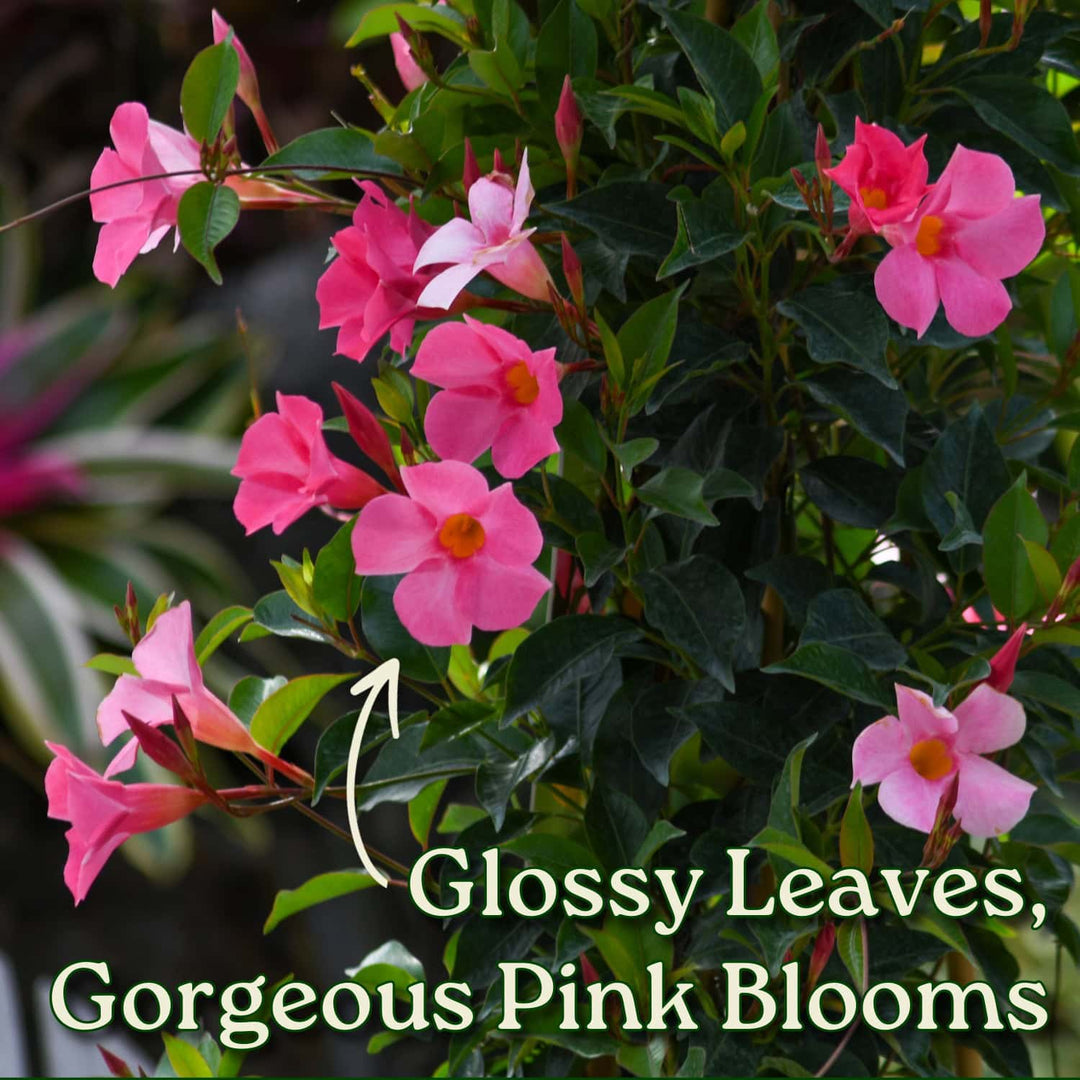 Pink flowers with green leaves on a blurred natural background #size_3-gallon