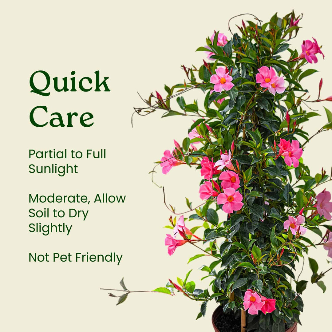 Potted plant with pink flowers and care instructions on a beige background #size_3-gallon