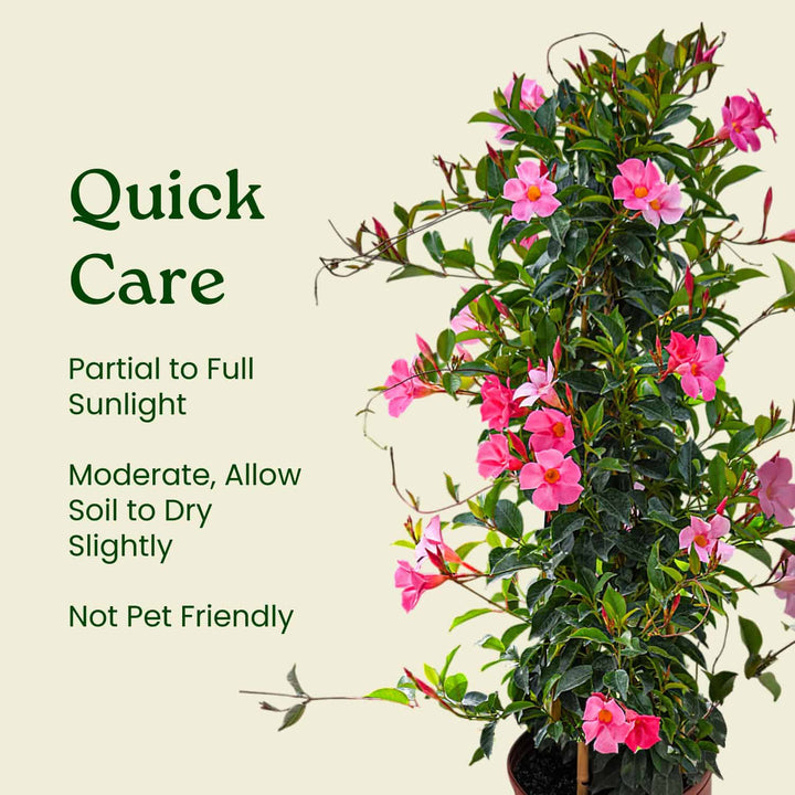 Potted plant with pink flowers and care instructions on a beige background #size_3-gallon