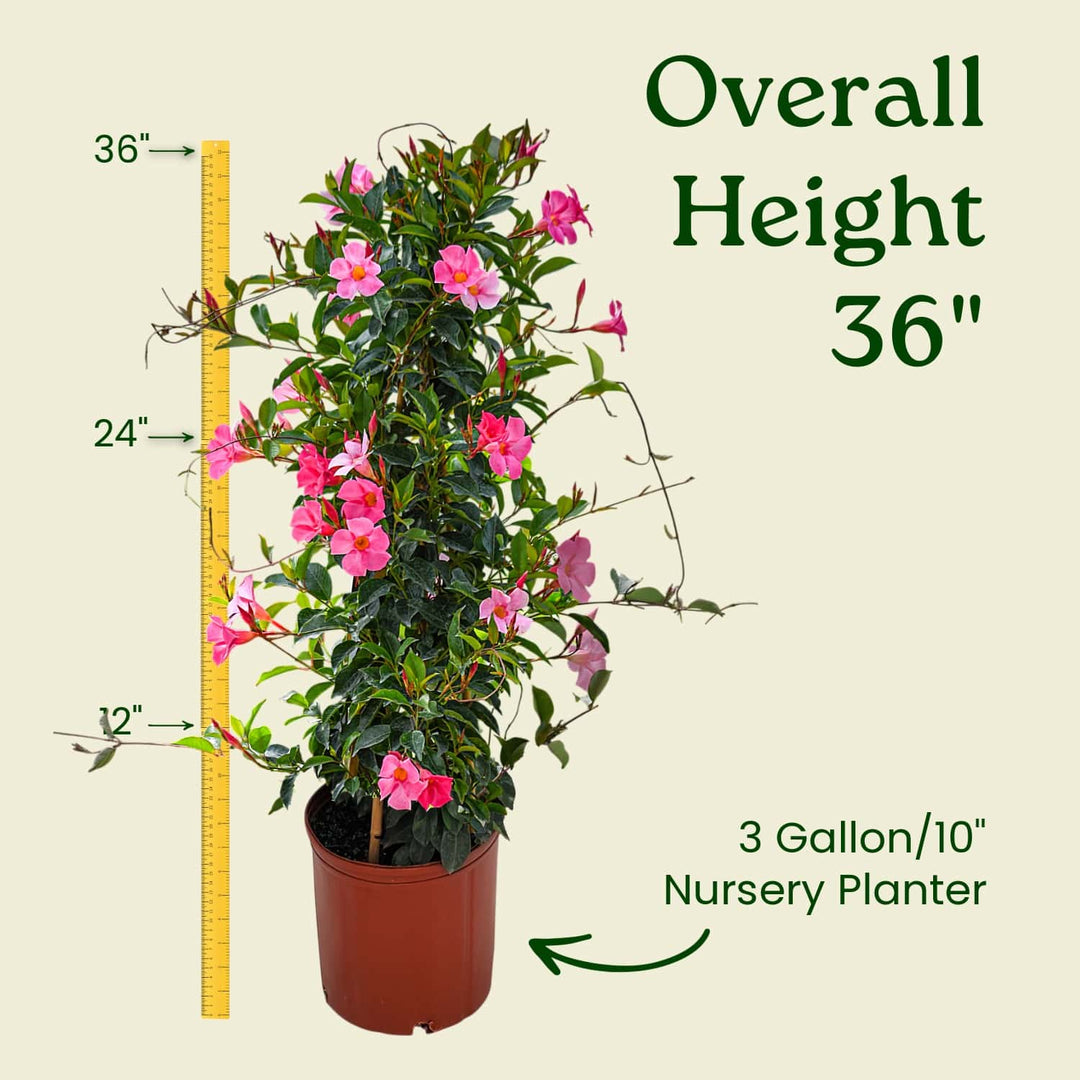 Potted plant with a measurement chart showing its height and pot size. #size_3-gallon
