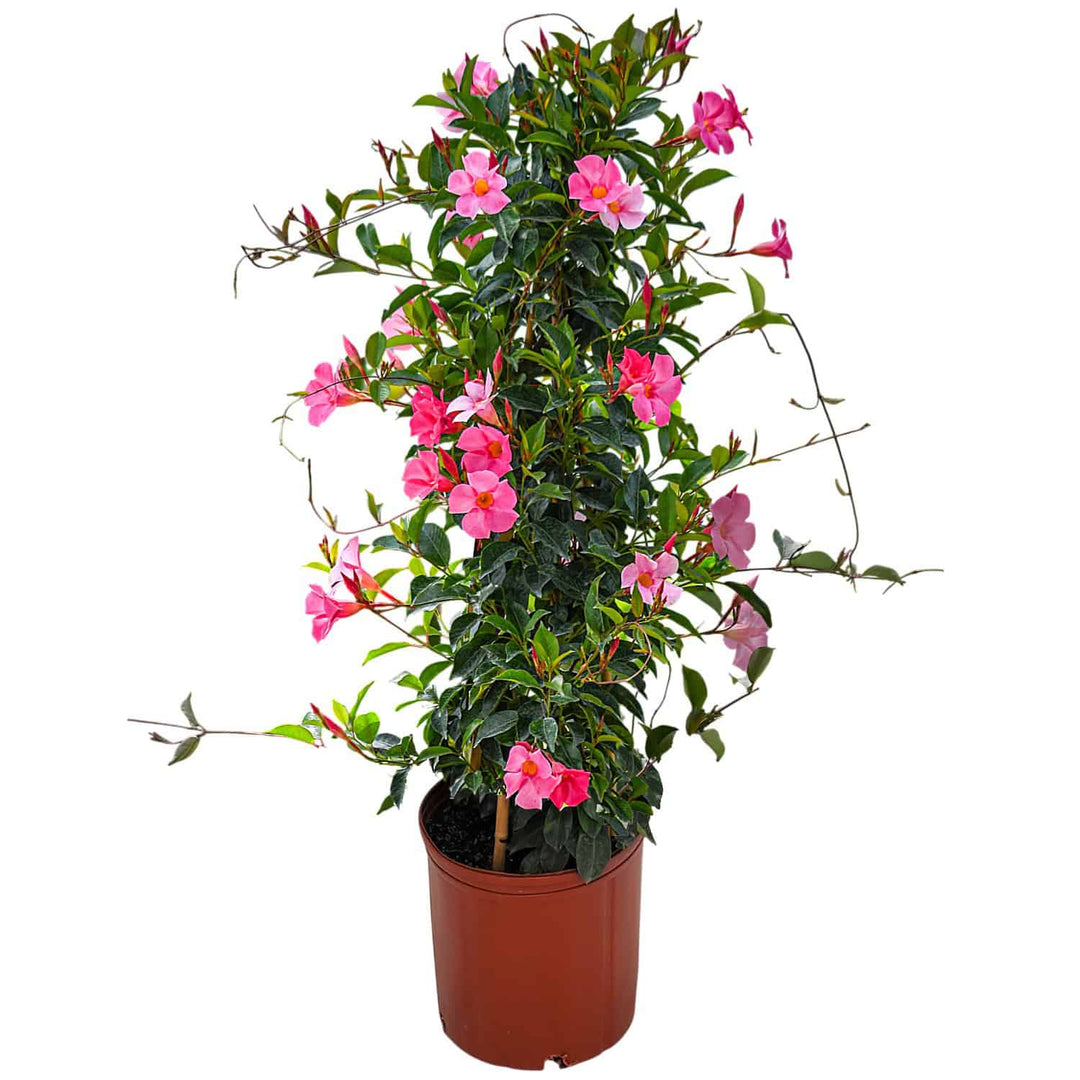 pretty pink dipladenia vine for sale  #size_3-gallon