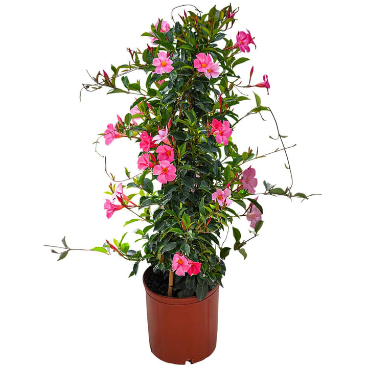 pretty pink dipladenia vine for sale  #size_3-gallon