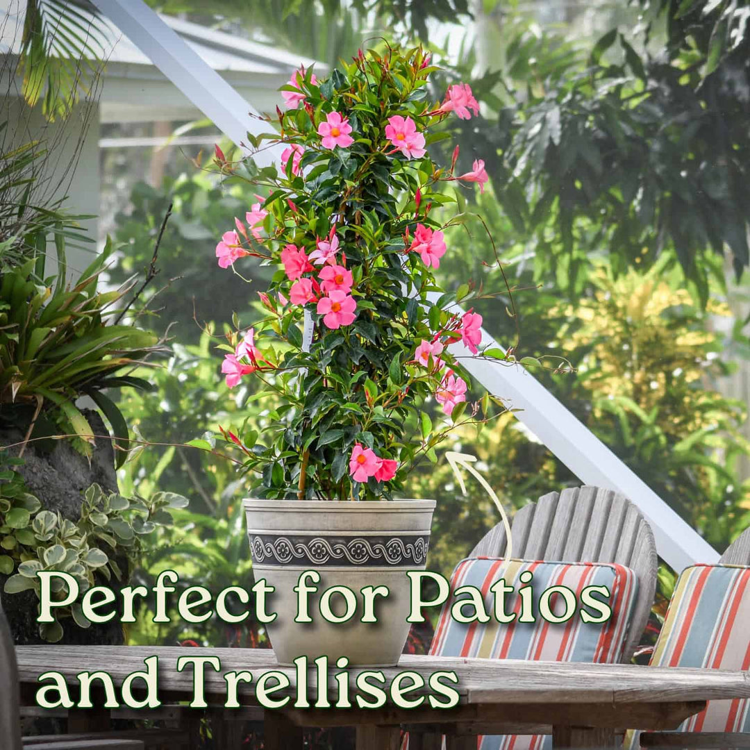 Potted plant with pink flowers on a patio with text 'Perfect for Patios and Trellises'. #size_3-gallon
