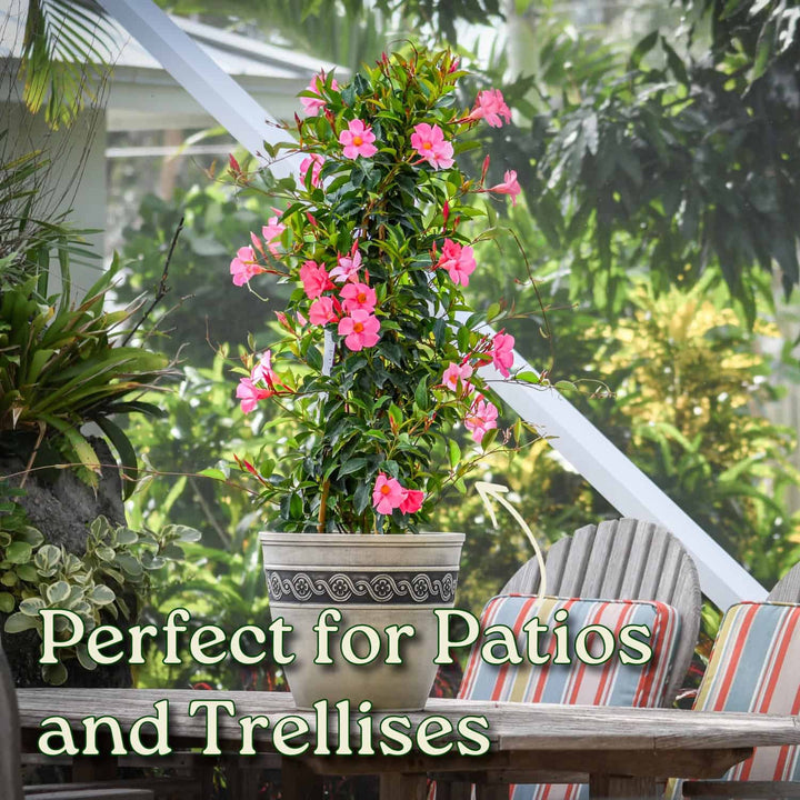 Potted plant with pink flowers on a patio with text 'Perfect for Patios and Trellises'. #size_3-gallon