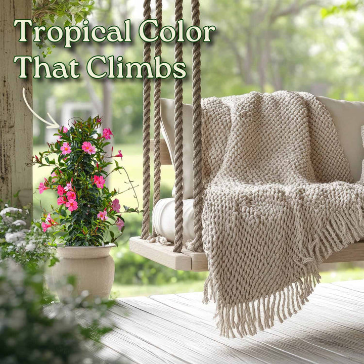 Tropical-themed outdoor swing with a blanket and plant on a wooden deck. #size_3-gallon