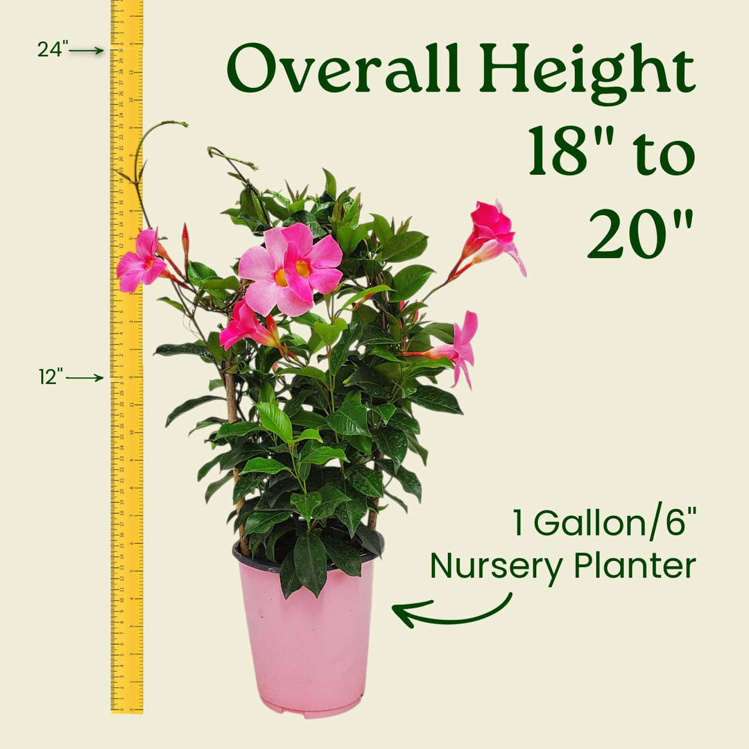 Potted plant with pink flowers and a measuring tape indicating its height, on a beige background. #size_1-gallon