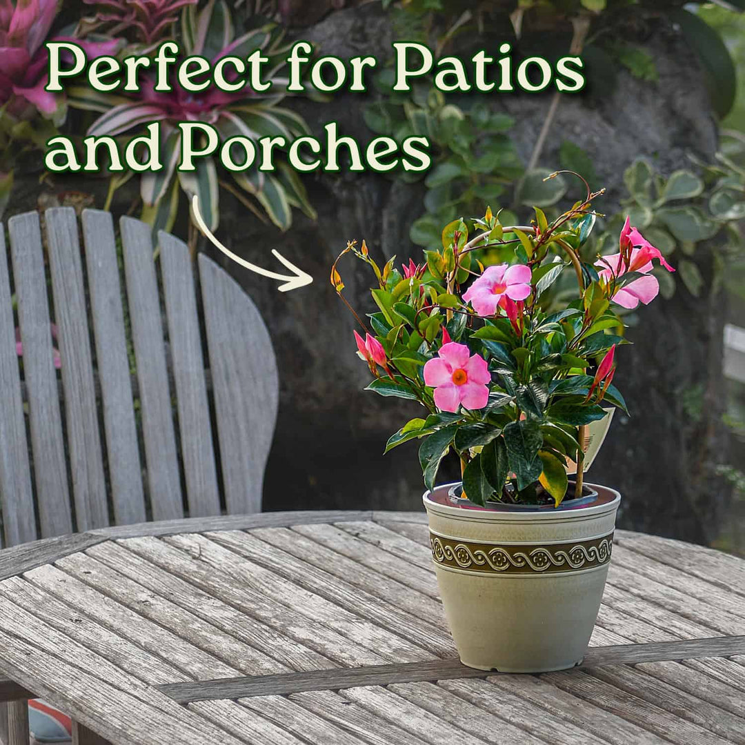 Potted plant on a patio table with text 'Perfect for Patios and Porches'. #size_1-gallon