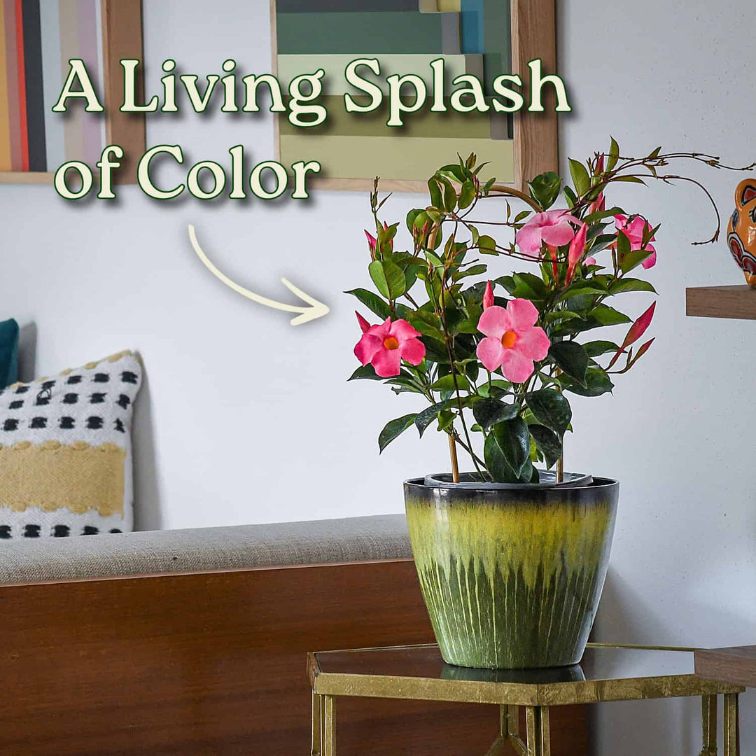 Potted plant with pink flowers on a table in a living room setting #size_1-gallon