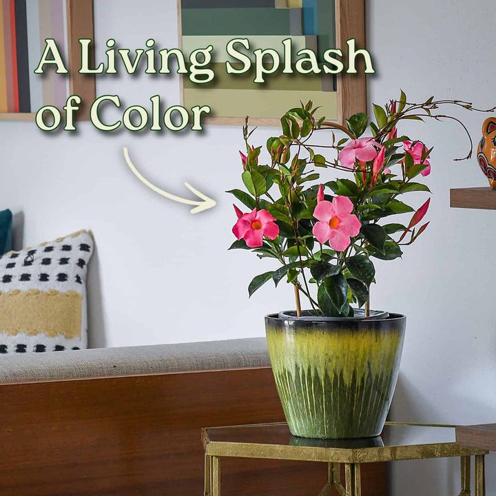 Potted plant with pink flowers on a table in a living room setting #size_1-gallon