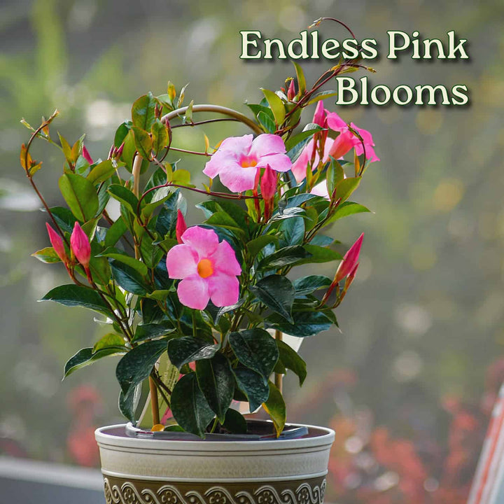 Potted plant with pink flowers and green leaves, labeled 'Endless Pink Blooms'. #size_1-gallon