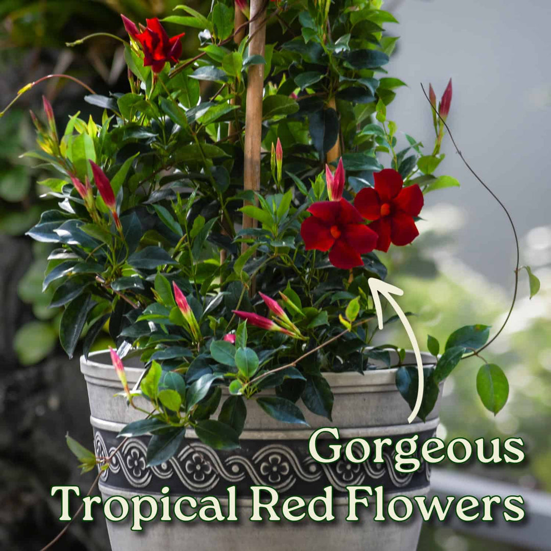 Potted plant with red flowers and green leaves, labeled 'Gorgeous Tropical Red Flowers'. #size_3-gallon