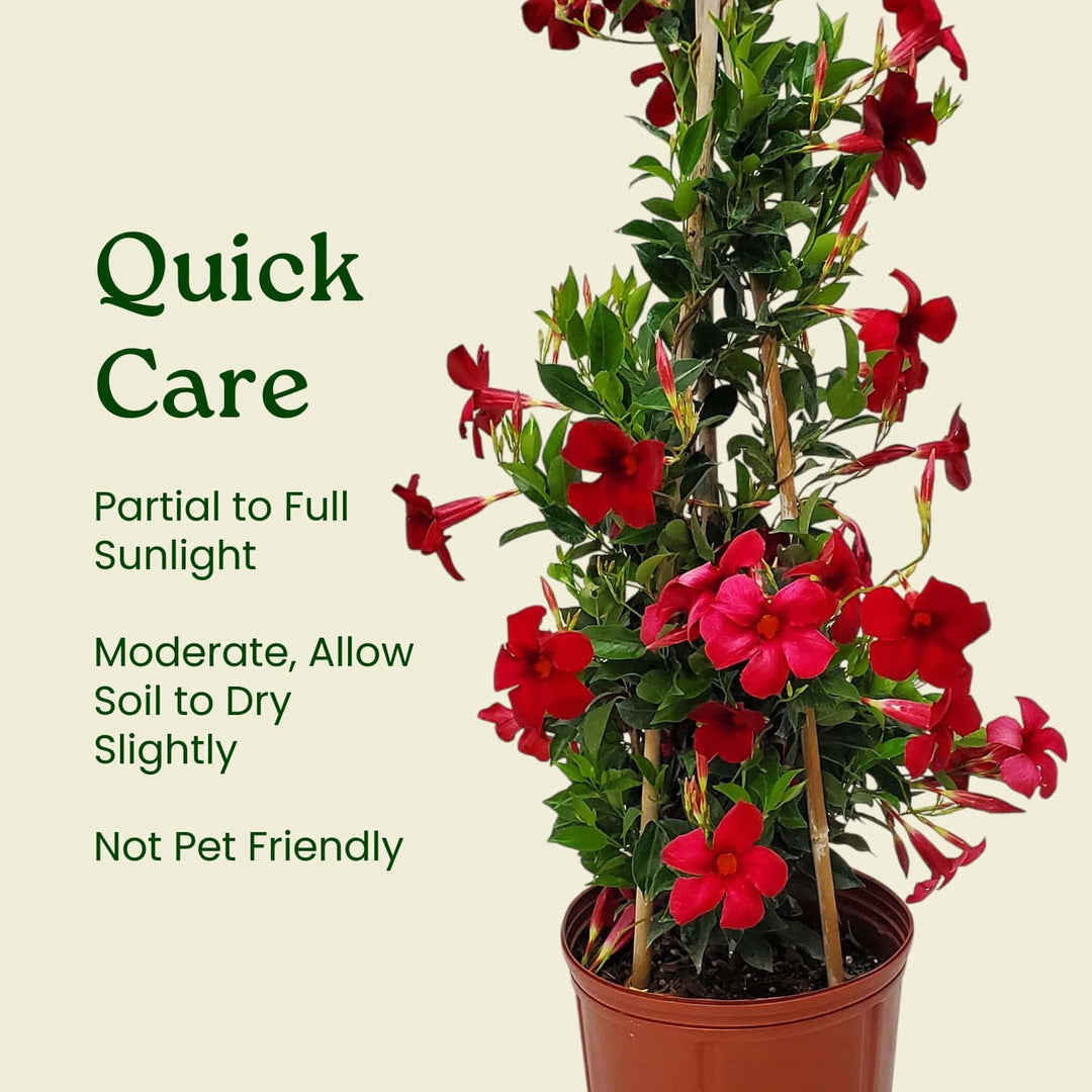 Potted plant with red flowers on a beige background, featuring care instructions. #size_3-gallon