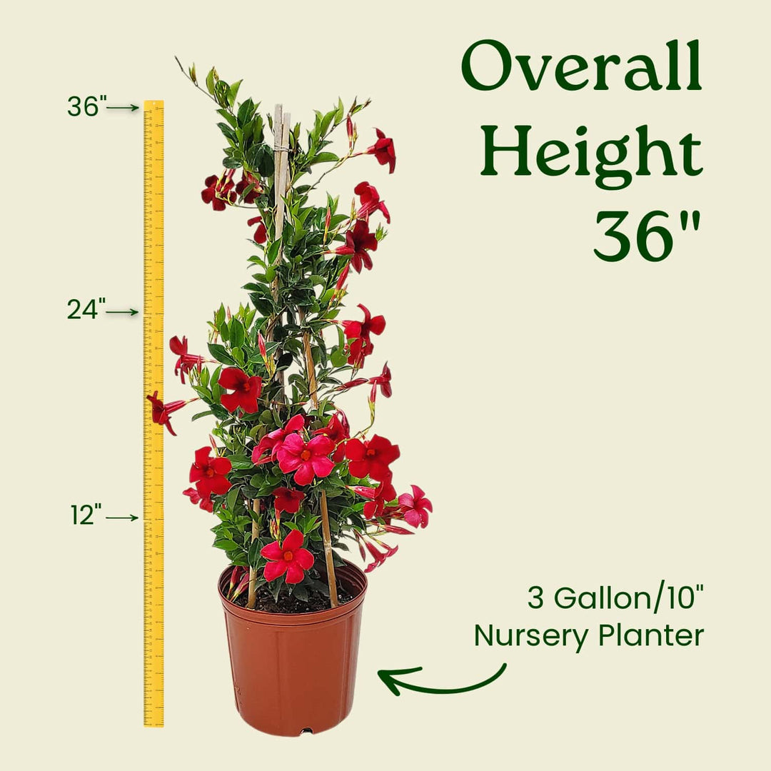 Potted plant with red flowers and a measuring tape indicating its height on a beige background. #size_3-gallon