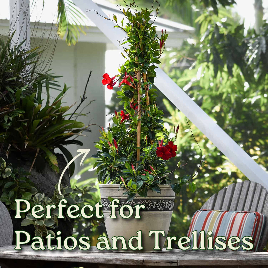 Potted plant with red flowers on a patio with text 'Perfect for Patios and Trellises'. #size_3-gallon