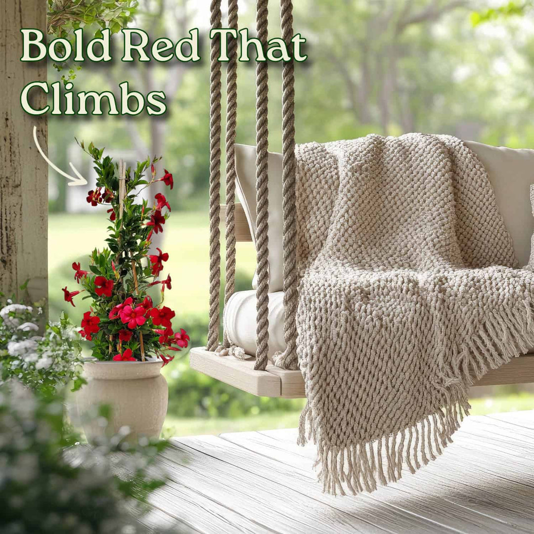 Outdoor swing with a blanket and potted plant on a wooden deck #size_3-gallon