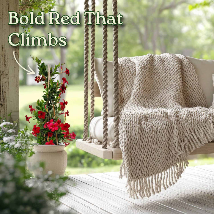 Outdoor swing with a blanket and potted plant on a wooden deck #size_3-gallon