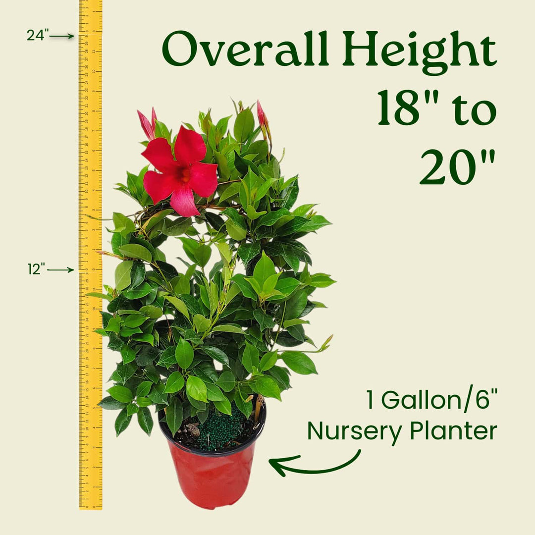 Potted plant with a red flower and measurement details on a beige background #size_1-gallon