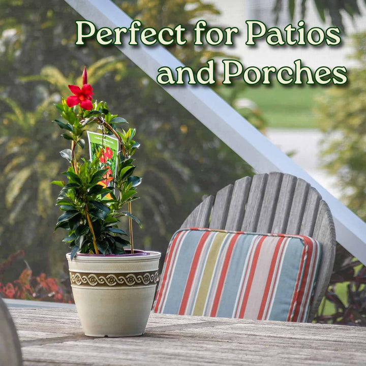 Potted plant on a patio table with a chair and cushion, text 'Perfect for Patios and Porches' above. #size_1-gallon
