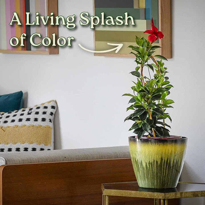 Potted plant on a table with colorful abstract art in the background #size_1-gallon