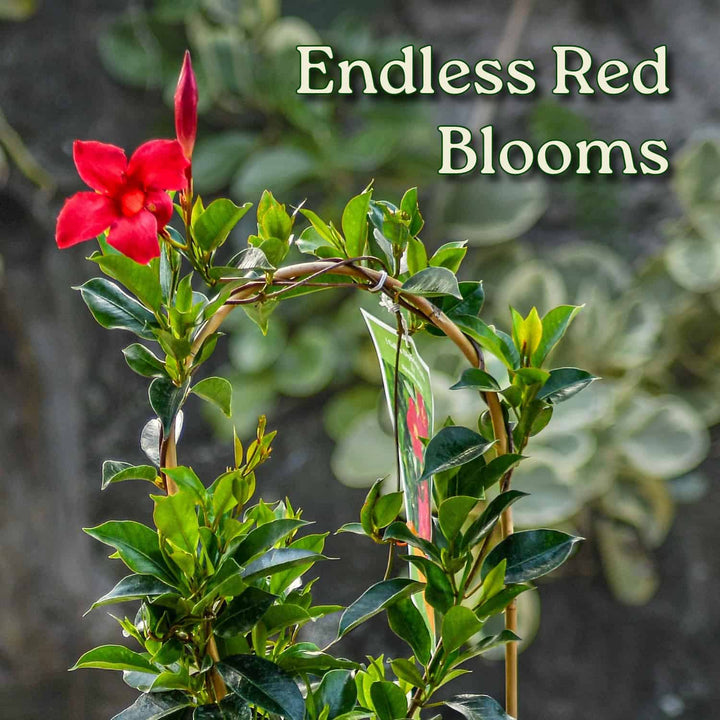 Red flower with green leaves and 'Endless Red Blooms' text on a blurred natural background #size_1-gallon