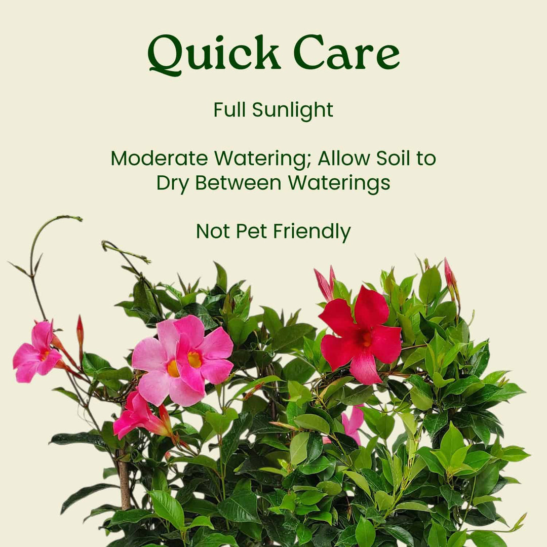 Flowering plant with care instructions on a beige background #size_1-gallon