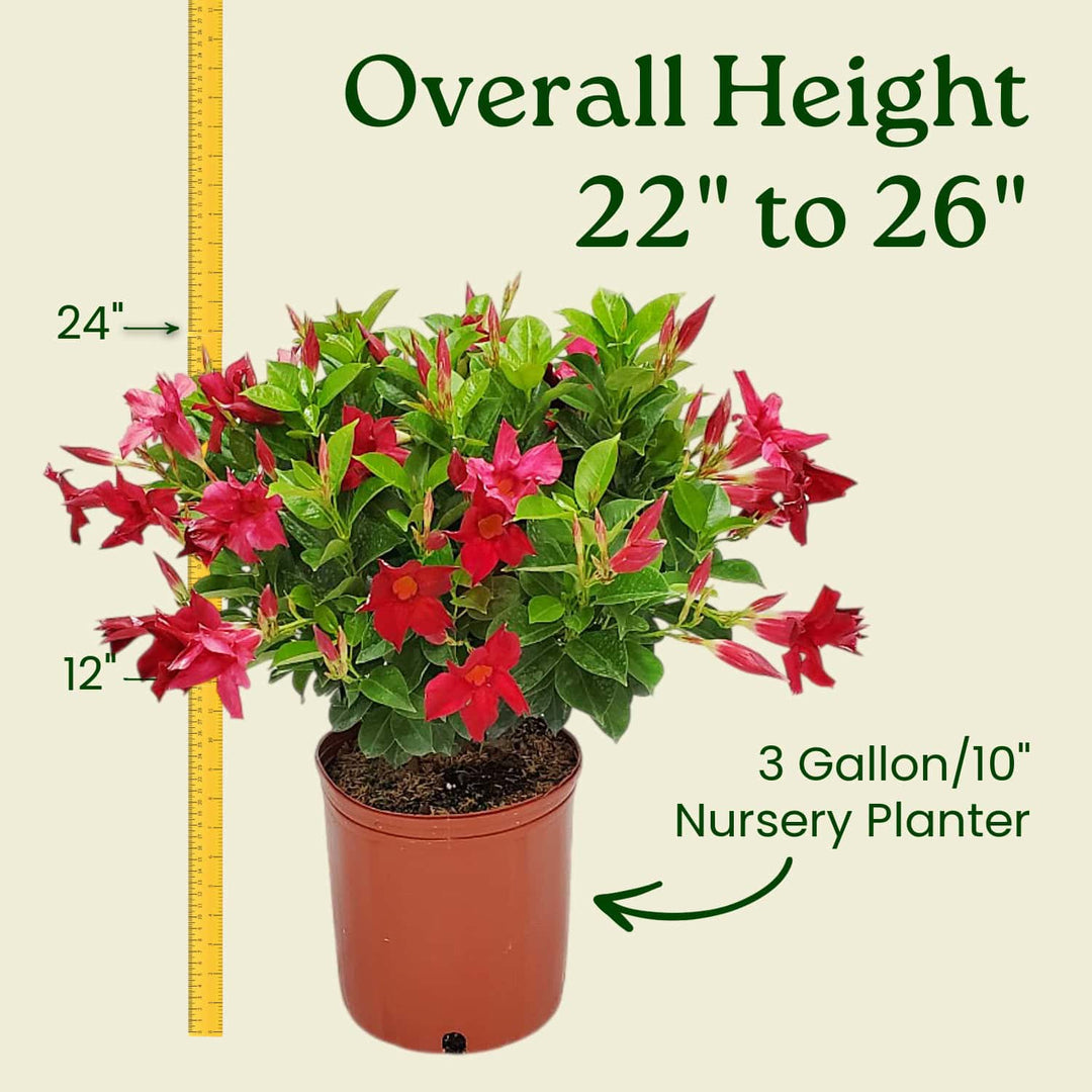 Potted plant with red flowers and measurement details on a beige background #size_3-gallon