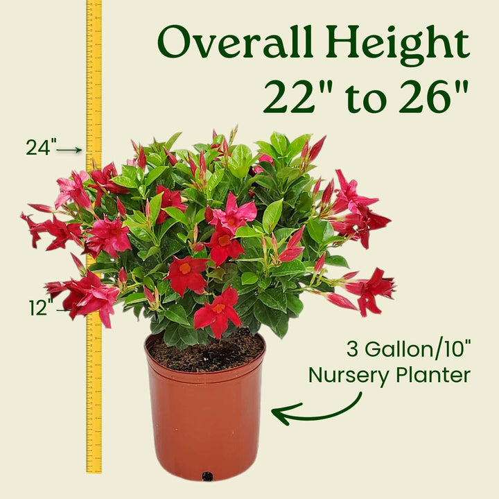 Potted plant with red flowers and measurement details on a beige background #size_3-gallon
