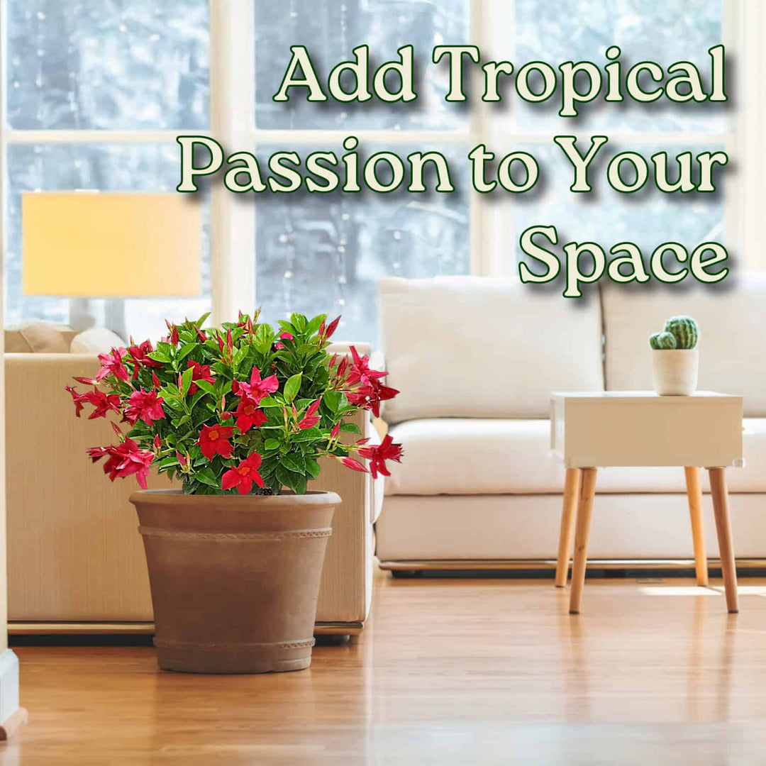 Living room with a potted plant and text overlay 'Add Tropical Passion to Your Space' #size_3-gallon