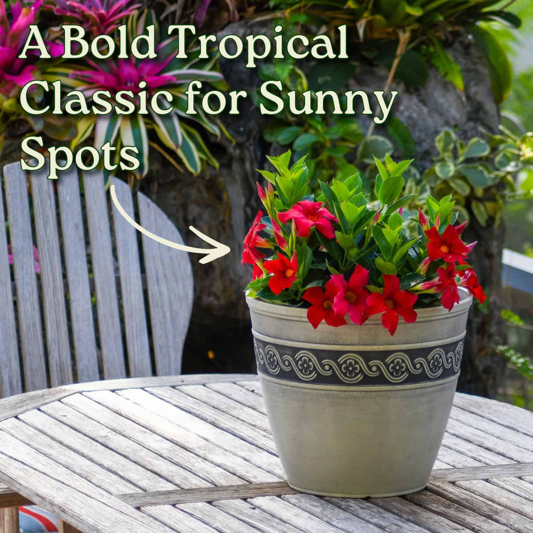 Potted plant with red flowers on a wooden table outdoors #size_3-gallon