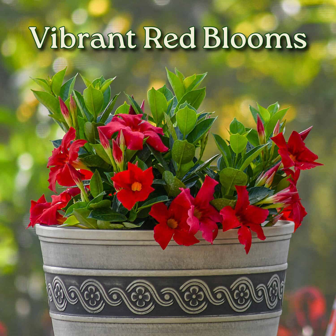 Potted plant with vibrant red flowers and green leaves on a blurred natural background. #size_3-gallon