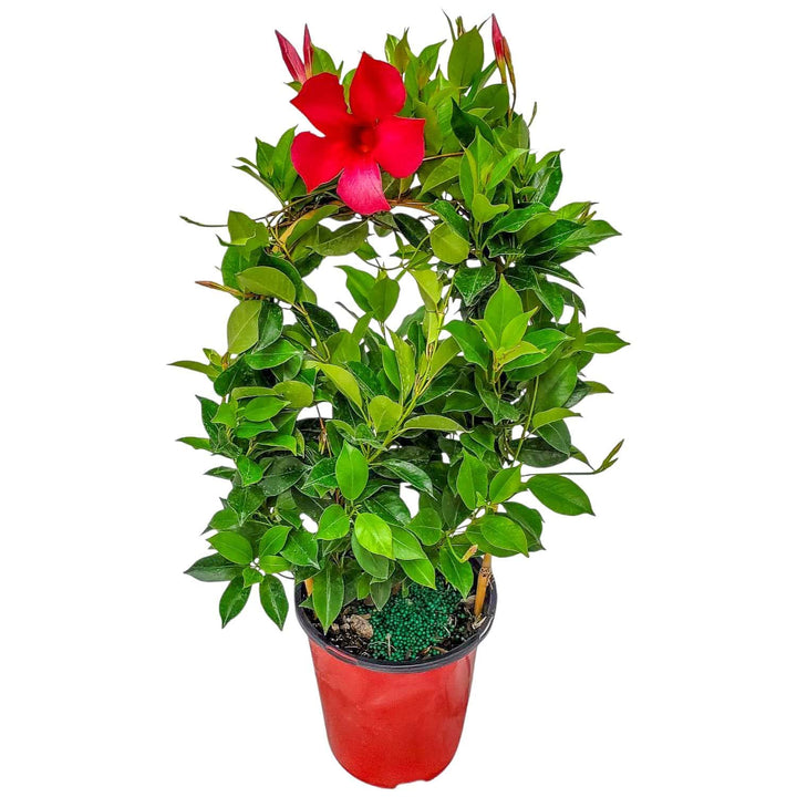pretty red dipladenia vine for sale #size_1-gallon